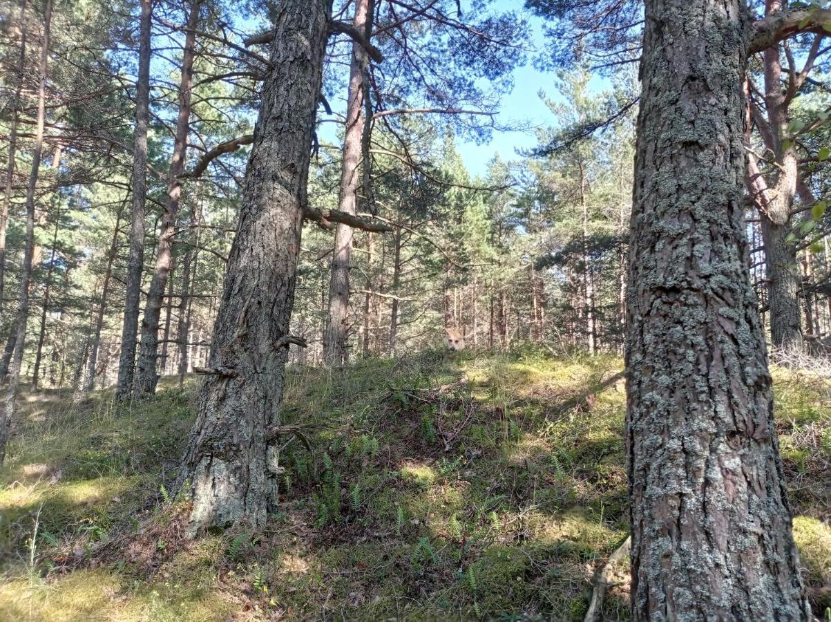 House, Garden & Sauna. Free Parking. Train Stop-200 M. Sea-1 Km. Юрмала Экстерьер фото